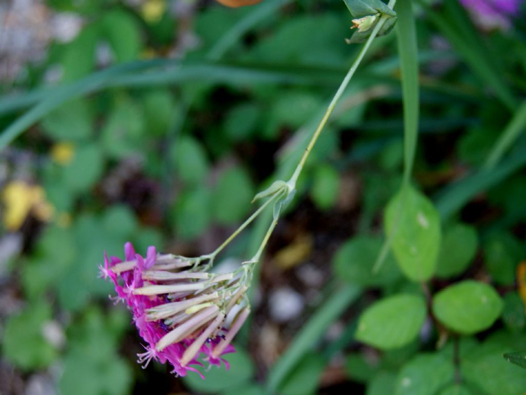 Silene armeria / Silene a mazzetti